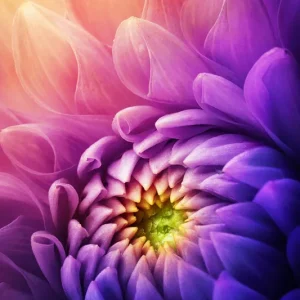 Wandverkleidung V3 Alu 997x 2550mm 195 Chrysantheme VIGOUR Neue Ware