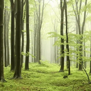 Wandverkleidung V3 Alu 1497x 2550mm 146 Wald Nebel VIGOUR Ausverkauf