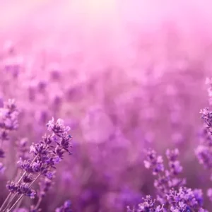 Wandverkleidung V3 Alu 997x 2550mm 143 Lavendel VIGOUR Jetzt Kaufen