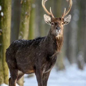 Wochenendangebot Wandverkleidung V3 Alu 997x 2550mm 191 Hirsch Winterwald VIGOUR