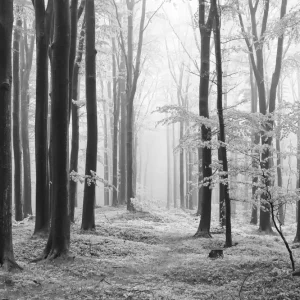 Direkt Vom Hersteller Wandverkleidung V3 Alu 997x 2550mm 168 Wald Nebel schwarz-weiss VIGOUR